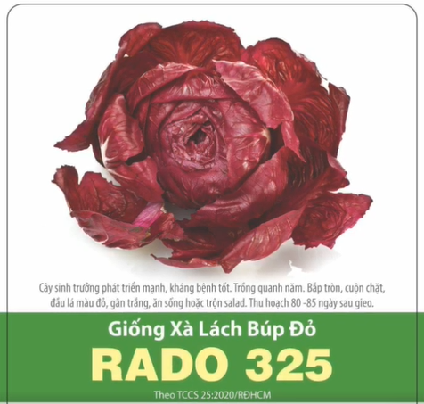 Hạt Giống Xà Lách Búp Đỏ (2gr)