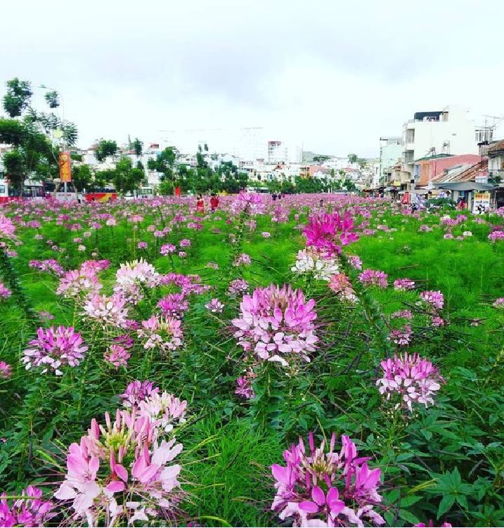 Hạt giống hoa Hồng Ri (Túy Điệp) Mix (Cleome) - gói 100 hạt