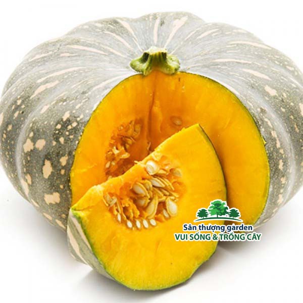 Hạt giống bí đỏ tròn - gói 2 gram