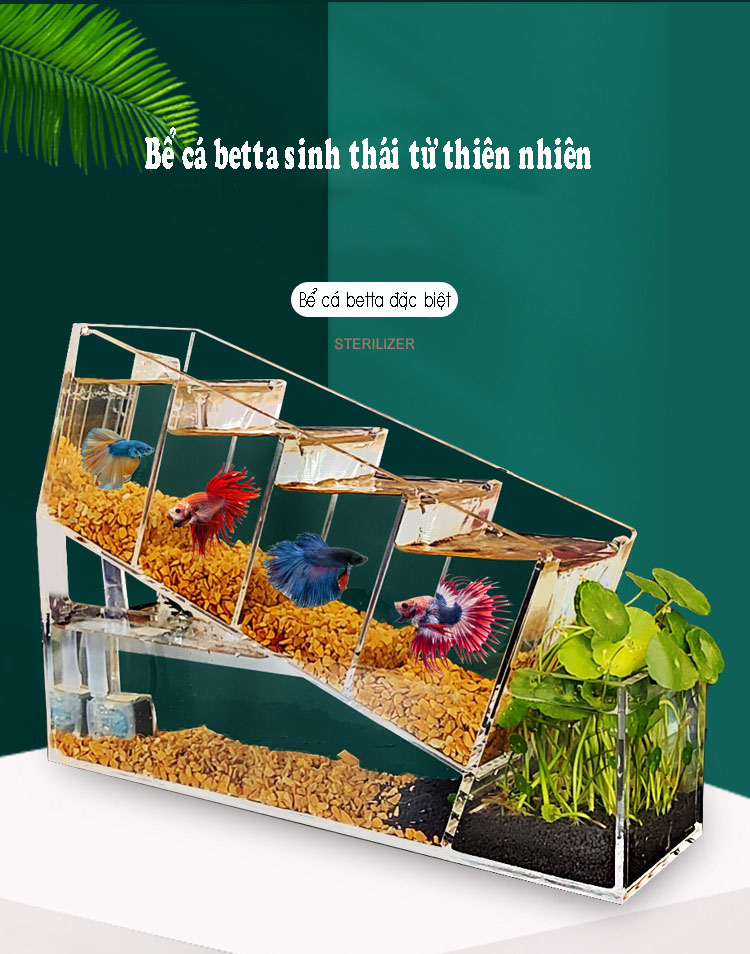 Bể cá betta acrylic đặc biệt kết cấu chéo