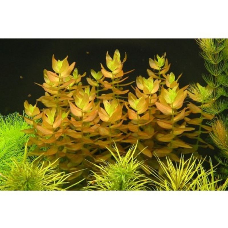 15 Cây Lệ Nhi - Móng Tay - cây thủy sinh dễ trồng không cần co2