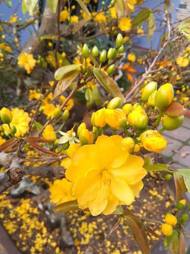 [Học Viện Nông Nghiệp I] Cây Hoa mai Huỳnh Tỷ 24 cánh