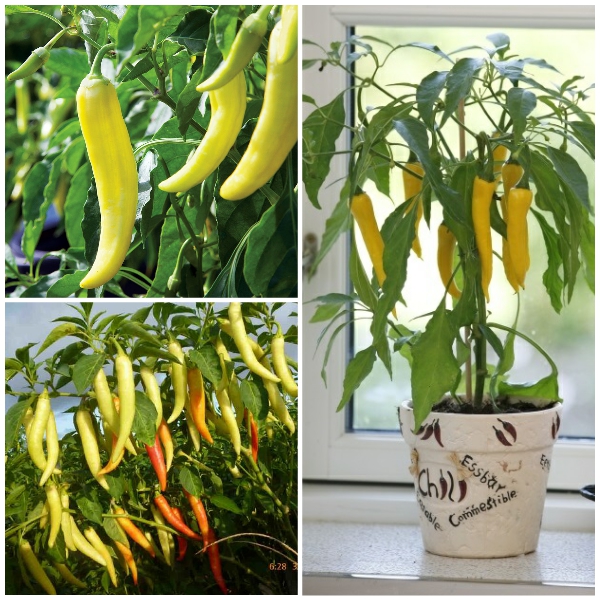 Hạt giống ớt sừng vàng Châu Phi F1  - Gói 0.1gram