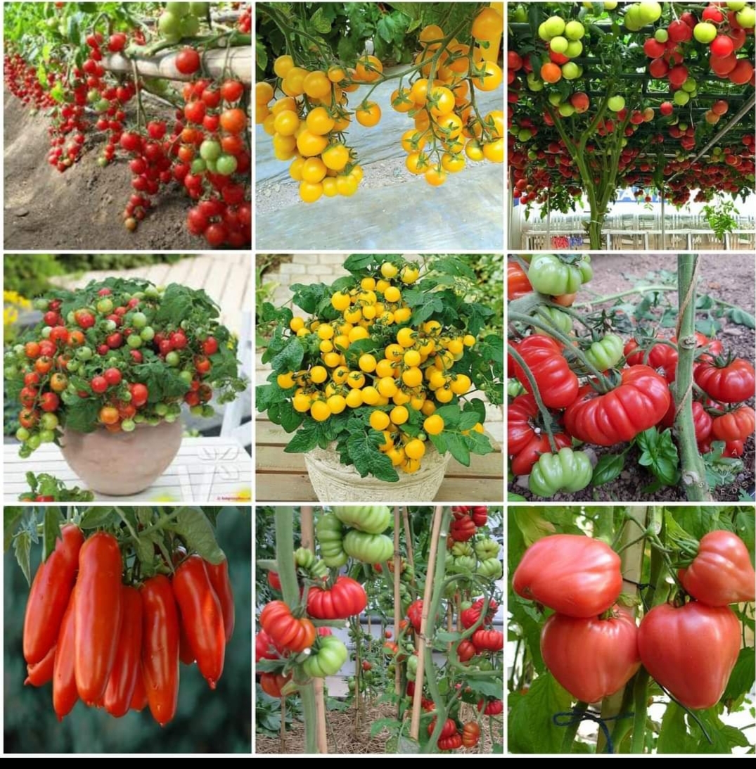 Hạt giống cà chua các loại tự chọn