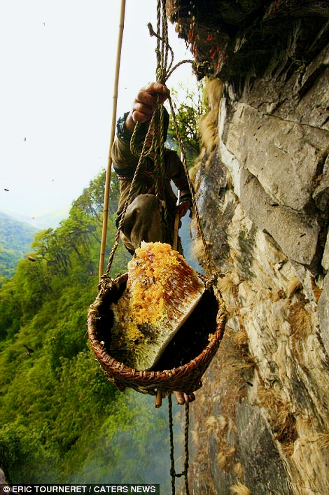 Mật Ong Rừng Tây Bắc
