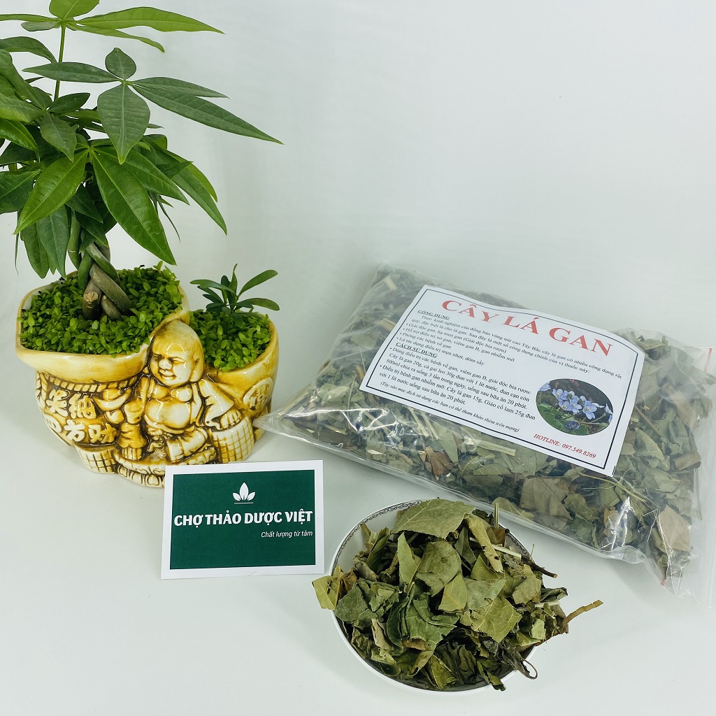 Cây lá gan khô 1kg, lá mát gan rừng, hỗ trợ giải độc, hạ men gan, bảo vệ gan, thanh lọc cơ thể