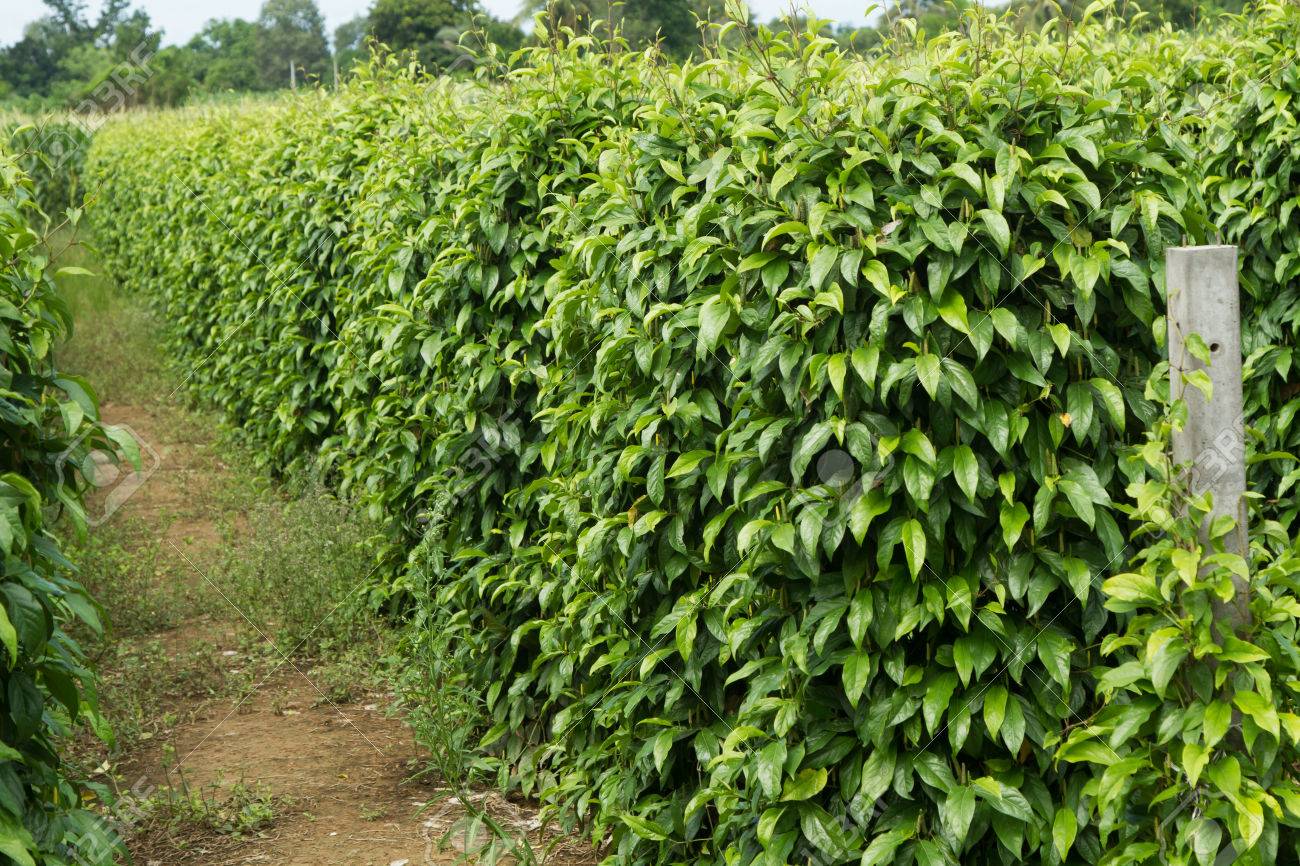 Tiêu Lốt Tươi Hữu Cơ
