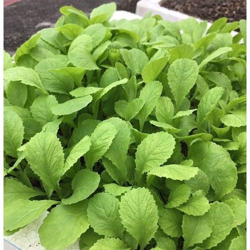 Gói 1kg Hạt Giống Cải Bẹ Vàng