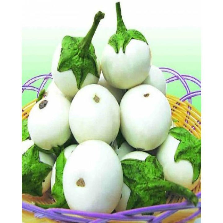 Hạt giống cà pháo trắng LUCKY SEEDS-2gr