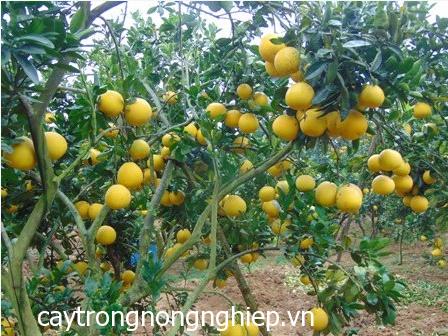 CÂY GIỐNG BƯỞI VÀNG