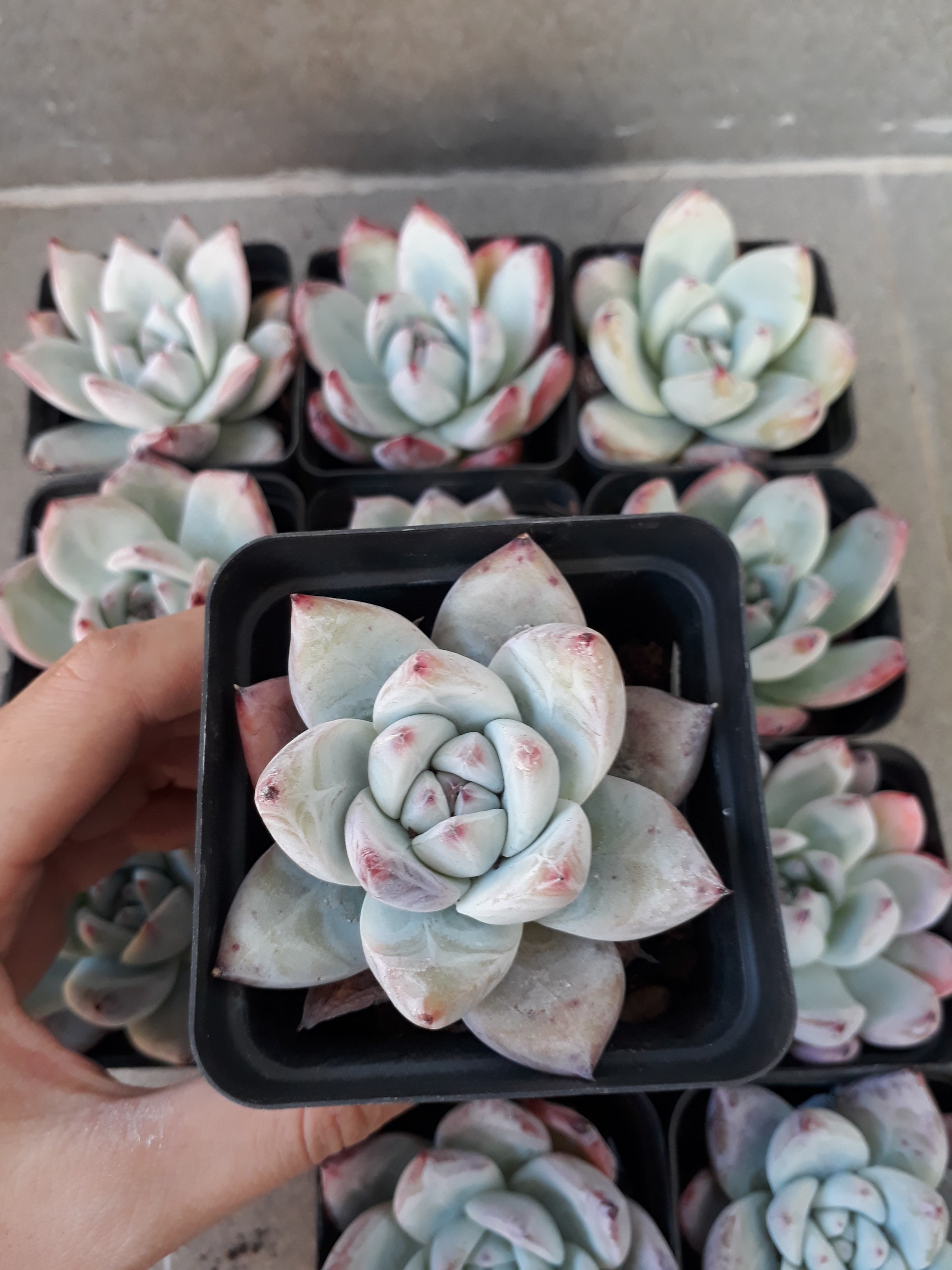 Pha lê Hồng phấn trắng (Sen đá/ Cây mọng nước)