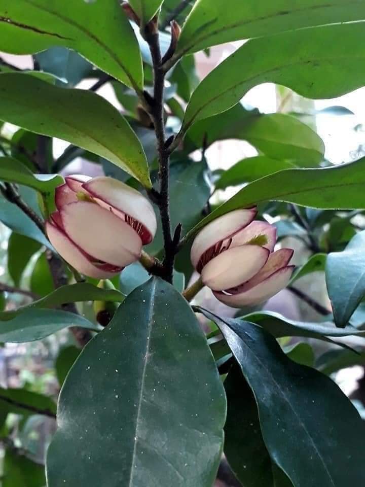 CÂY GIỐNG HOA HÀM TIẾU