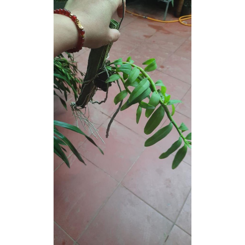 hoa phong lan phi điệp tím thái