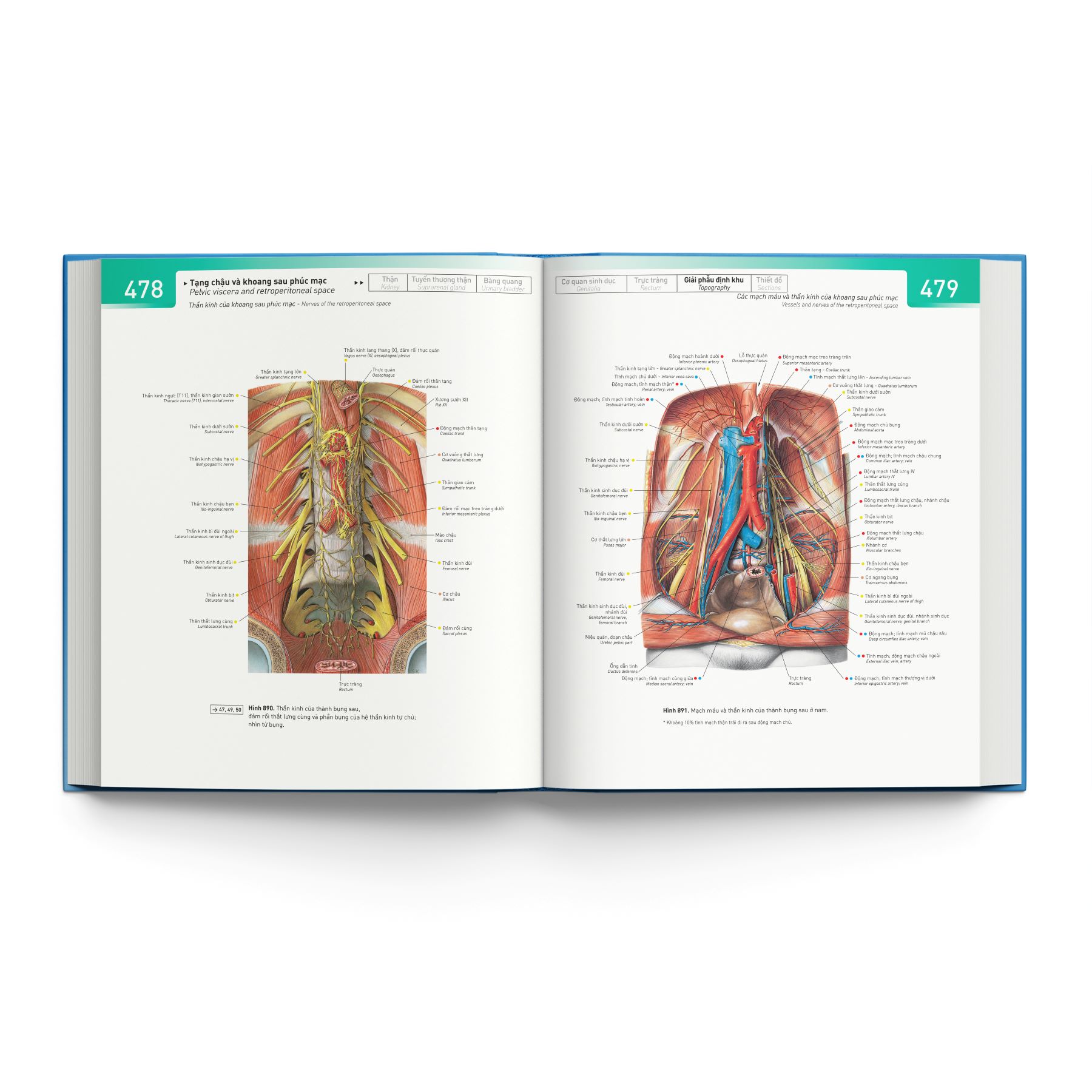 Cá Chép - Sobotta Atlas Giải Phẫu Người