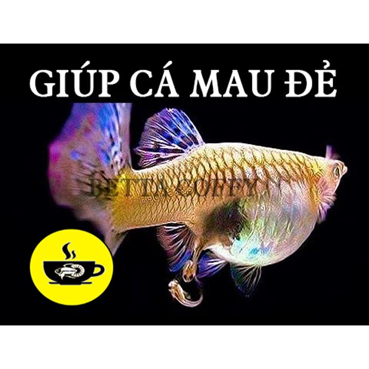 Anti Bio - Men Tiêu Hóa - 1 gói 10g