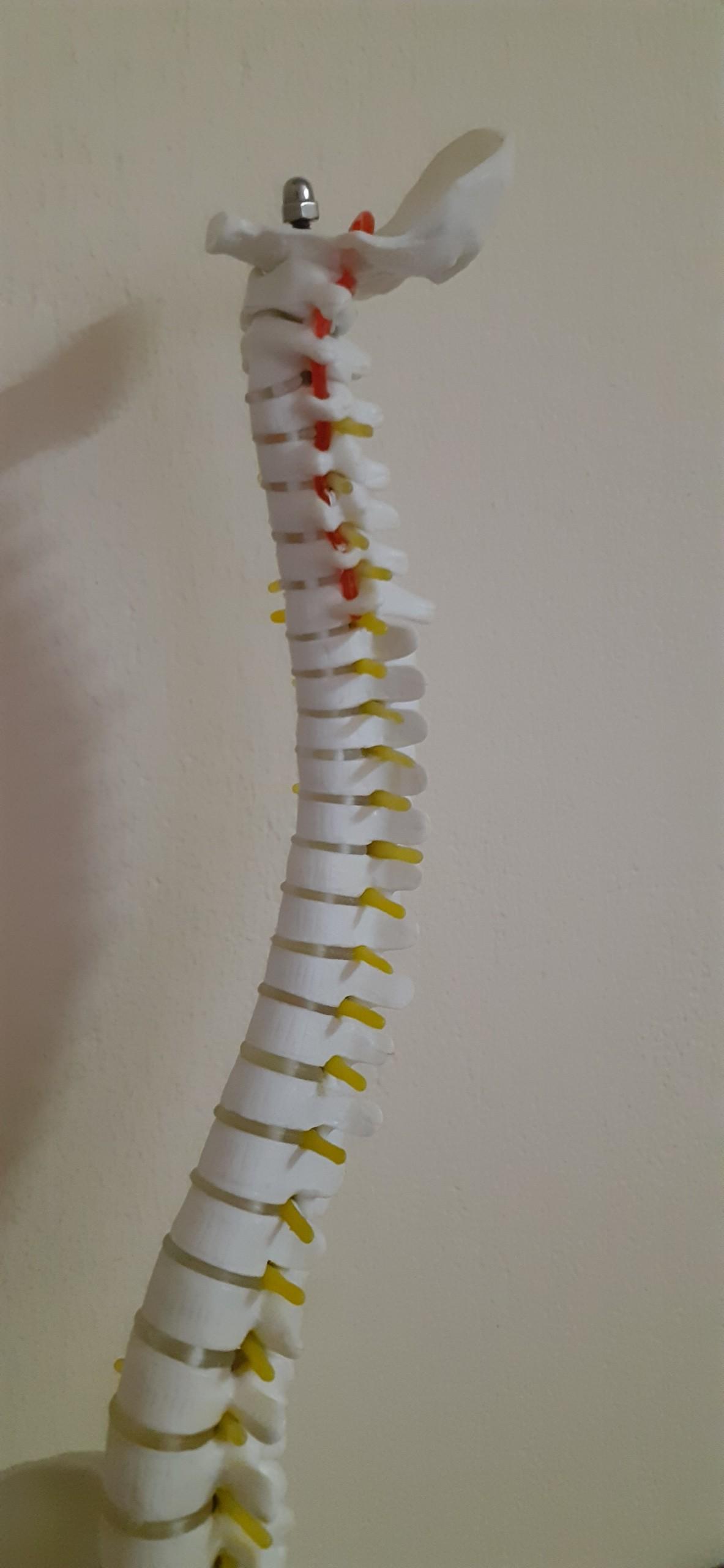 Mô hình xương cột sống 45cm