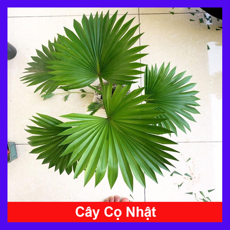 Cây cọ nhật - cây cảnh mini