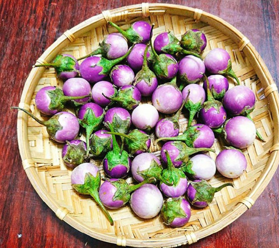 [Seeds] Hạt giống cà pháo tím Rado73, đóng gói 0.5gr khoảng 100 hạt
