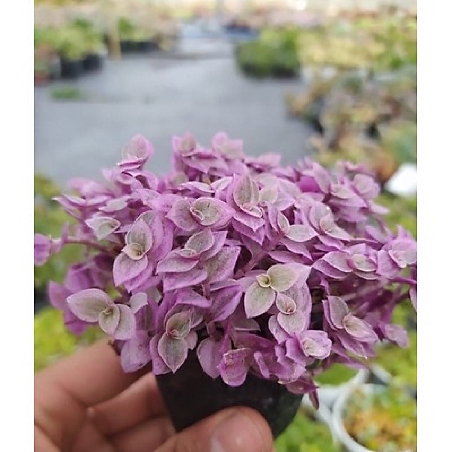 Sen đá size bầu Pink lady siêu đẹp. Ưa nước dễ chăm