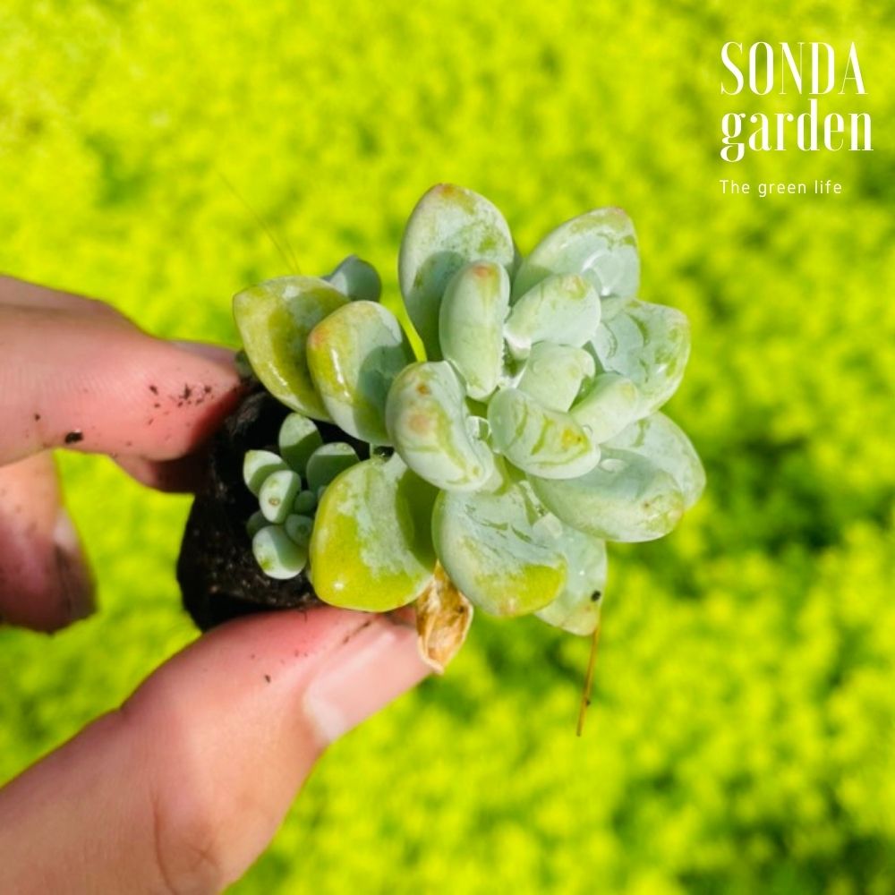 SEN ĐÁ SỎI THIÊN THANH SIZE MINI SIÊU CUTE LỖI 1 ĐỔI 1