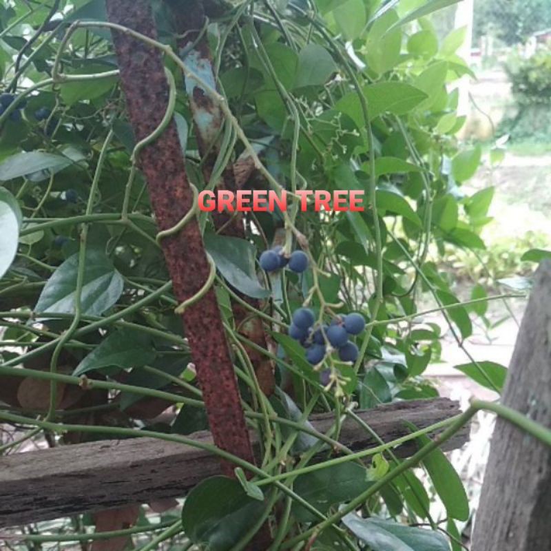 Hạt giống sương sâm láng(trơn)