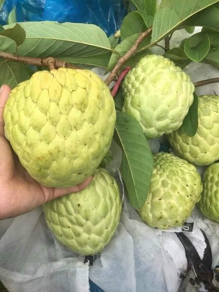 Na thái (Na nữ hoàng) Chỉ giao HN và HCM