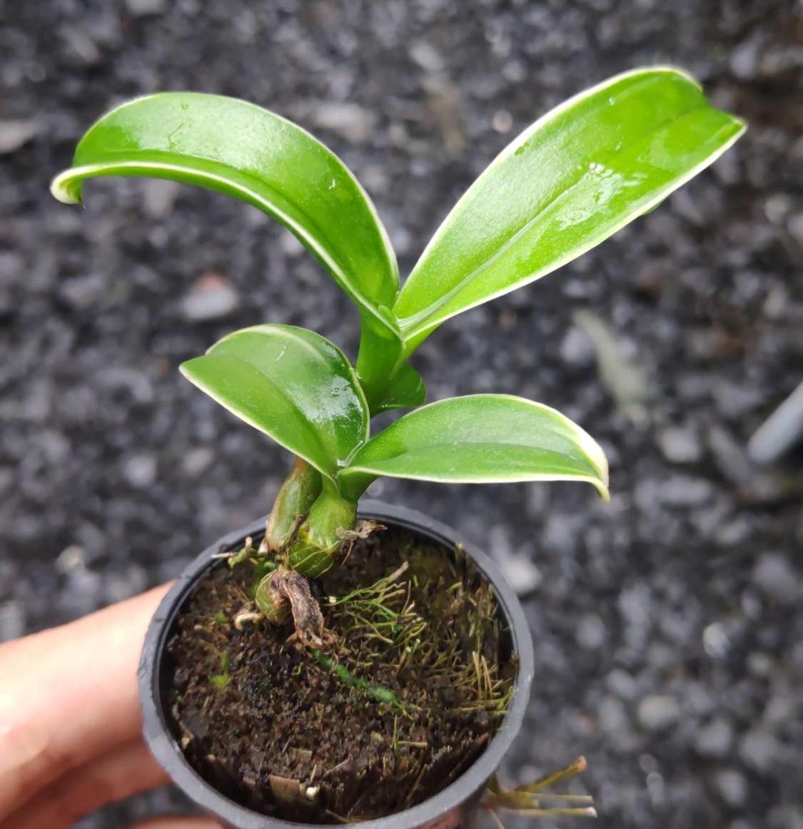Dendro Orchid with Striped Leaves That Bring Good Fortune