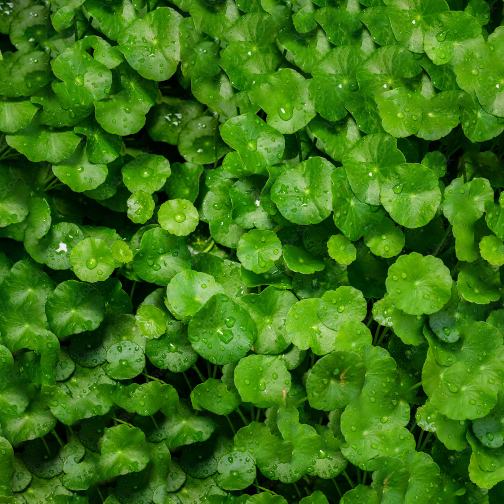 Bột Rau Má Dalat Farm - Túi 110Gr