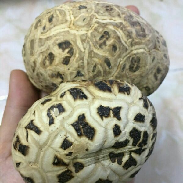 500g nấm đông cô