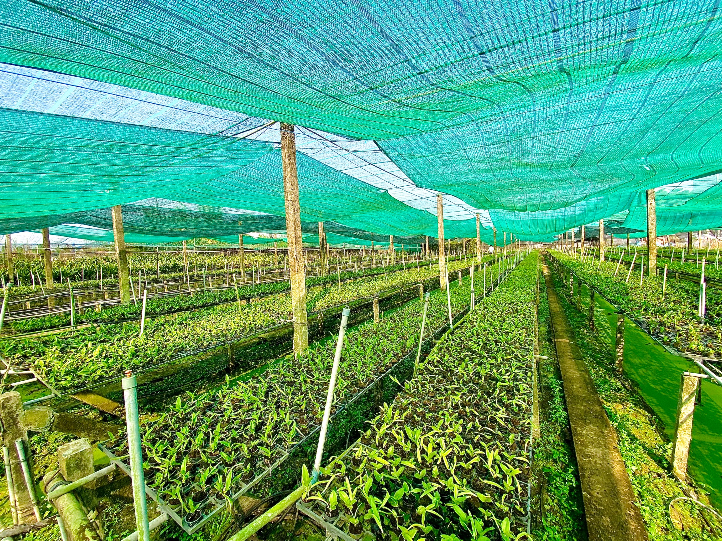 LAN DENRO THỎ ĐỎ KIÊN GIANG CÂY GIỐNG