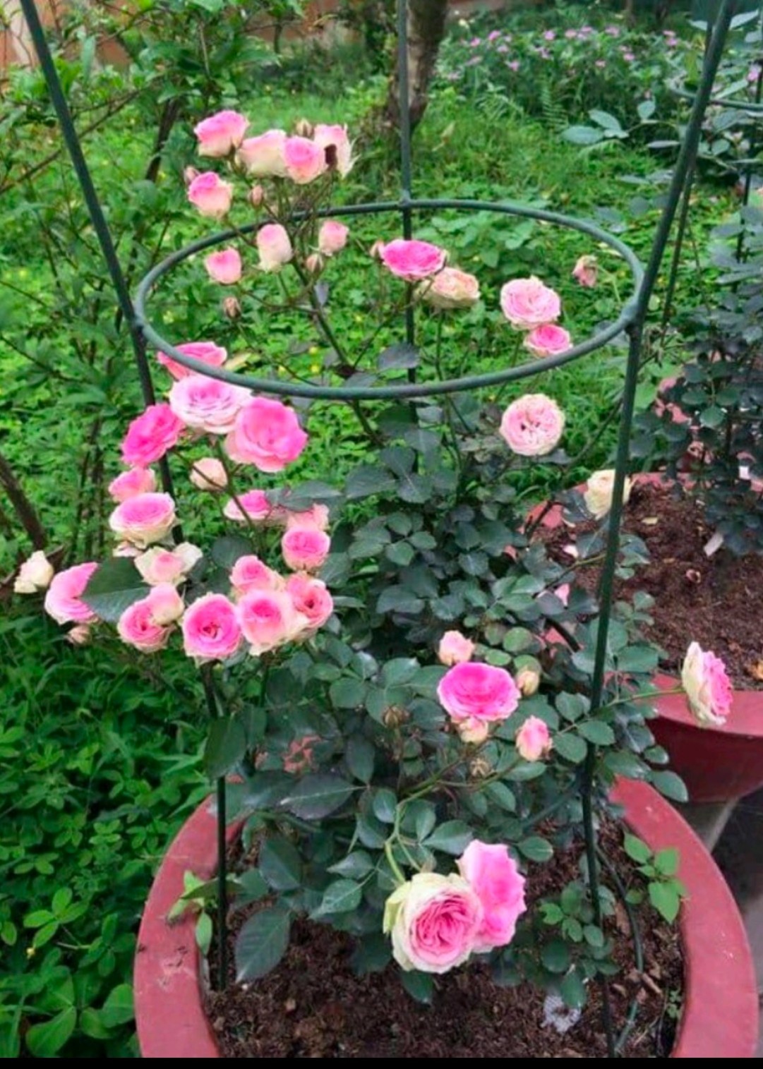 Combo 04 Gốc Gốc Hoa Hồng Cổ