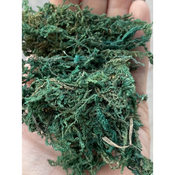 Rêu cỏ (rêu sợi) dùng cắm hoa,decor mô hình,trang trí...