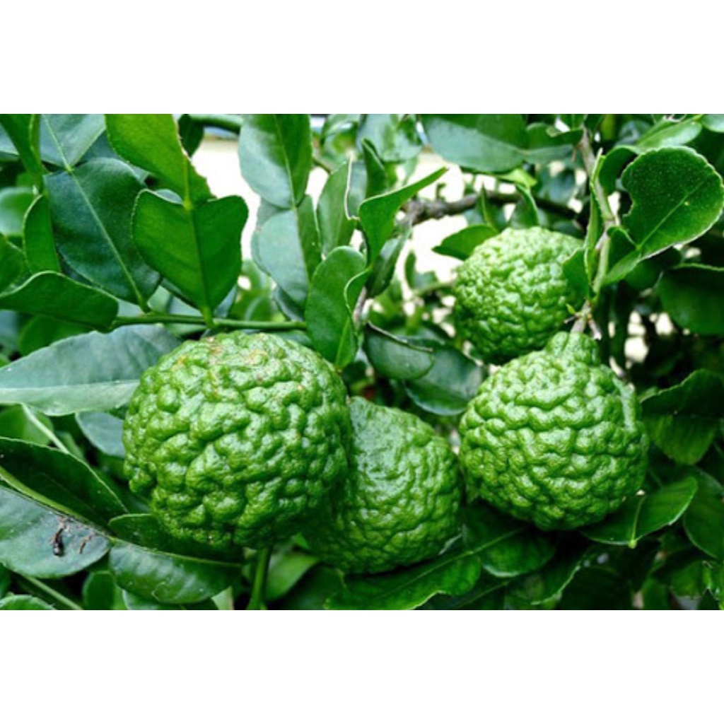 Cây chanh chúc Thái lan giống