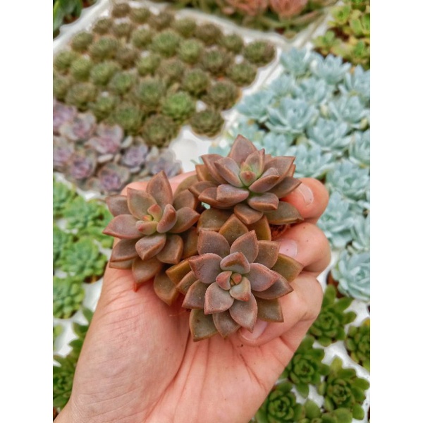 Sen Đá Đỏ  Lá Ngắn - Sen Đá Nâu - Graptosedum Bronze Variegata