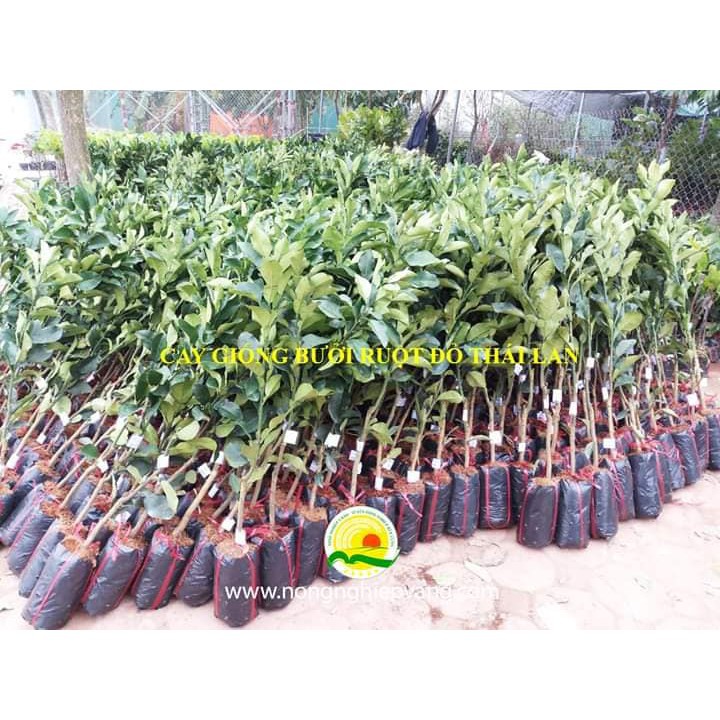 Sản phẩm Bưởi đỏ Thái Lan