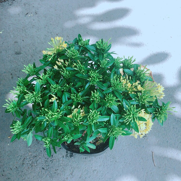 Hoa Trang Thái Vàng