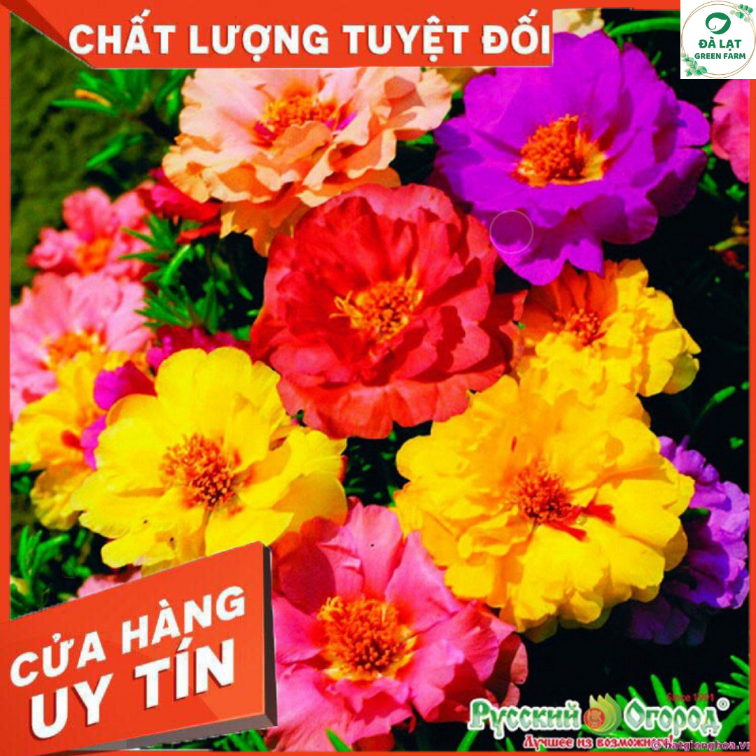 100H_HẠT GIỐNG HOA MƯỜI GIỜ MỸ MIX MÀU (NẢY MẦM SIÊU CHUẨN)