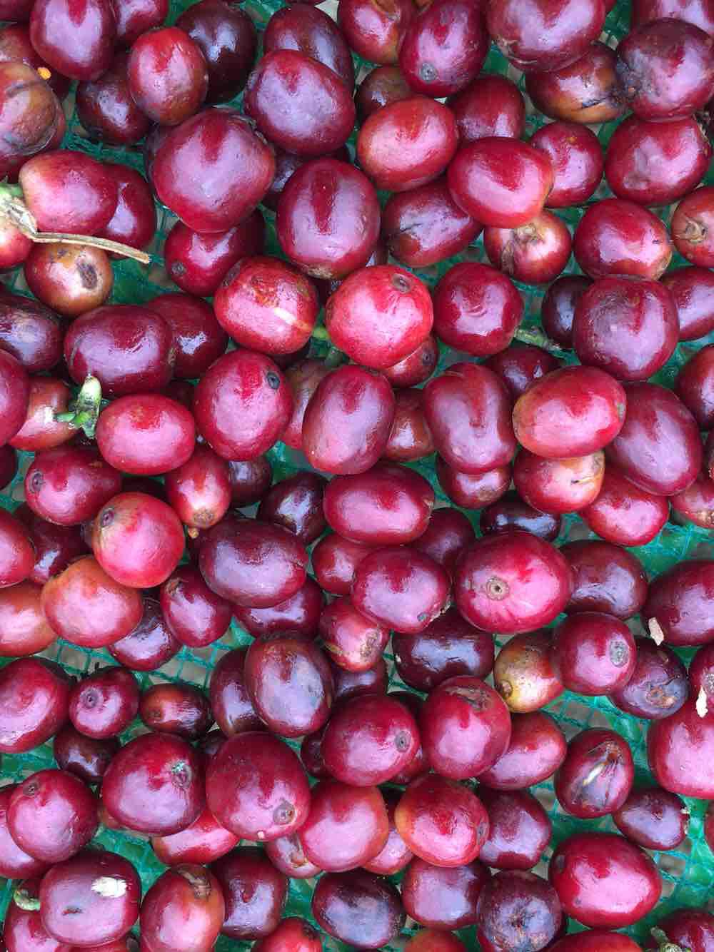 Cà phê nhân arabica sơn la 5kg honey