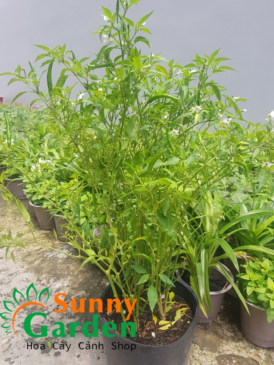 Ớt Hiểm Đang Trái - Cây Gia Vị