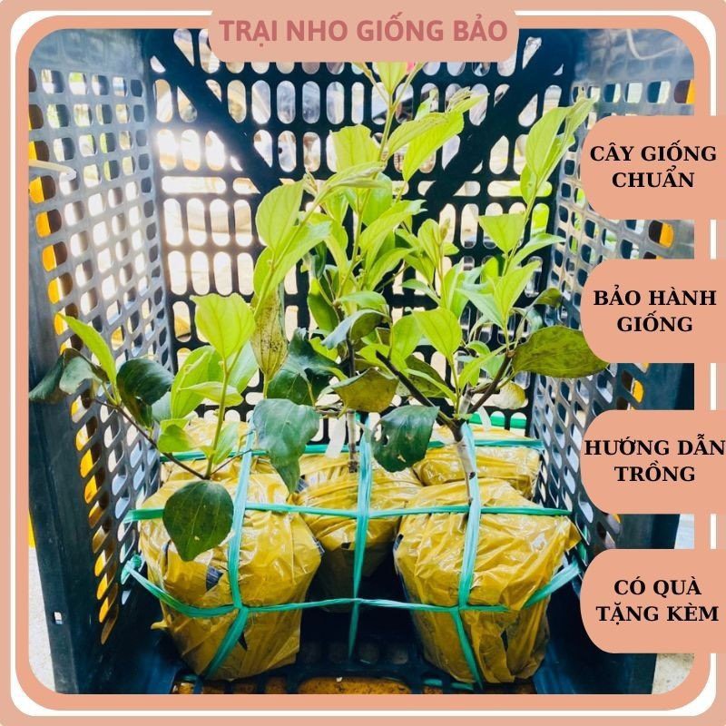 Cây Giống Táo Thái Leo Giàn Ninh Thuận