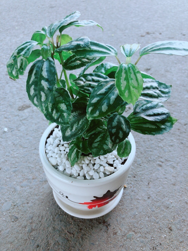 Chậu Cây Lá Dưa Hấu