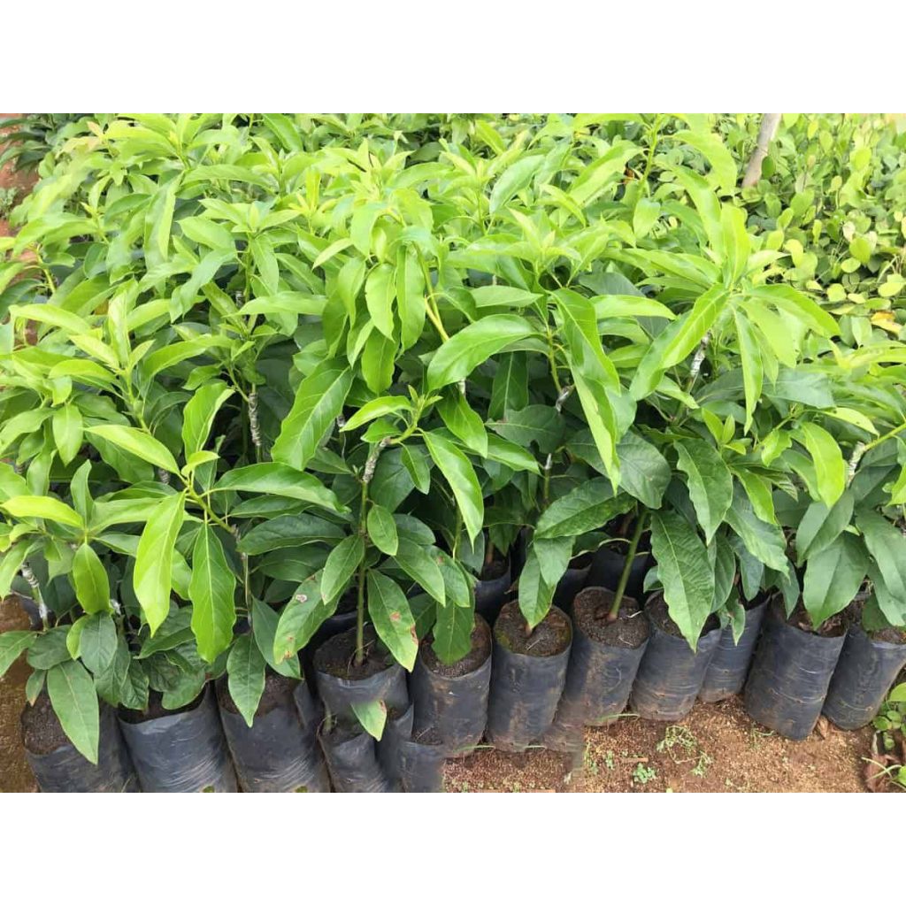 Cây giống Bơ Both 7