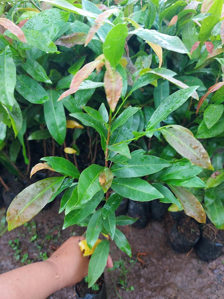 Combo 10 cây mai con quấn rễ (cao từ 40cm đến 45cm)