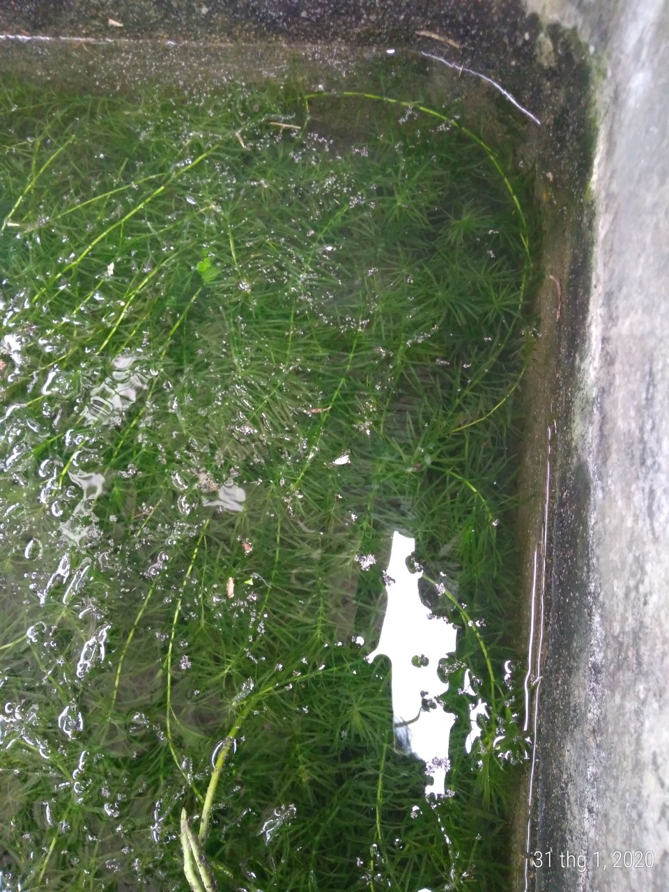 Rong đuôi chó - Cây thủy sinh (1 bó 10 đến 15 nhánh)