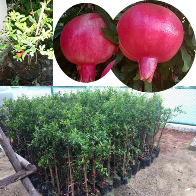 CÂY GIỐNG LỰU ĐỎ ẤN ĐỘ SIÊU QUẢ