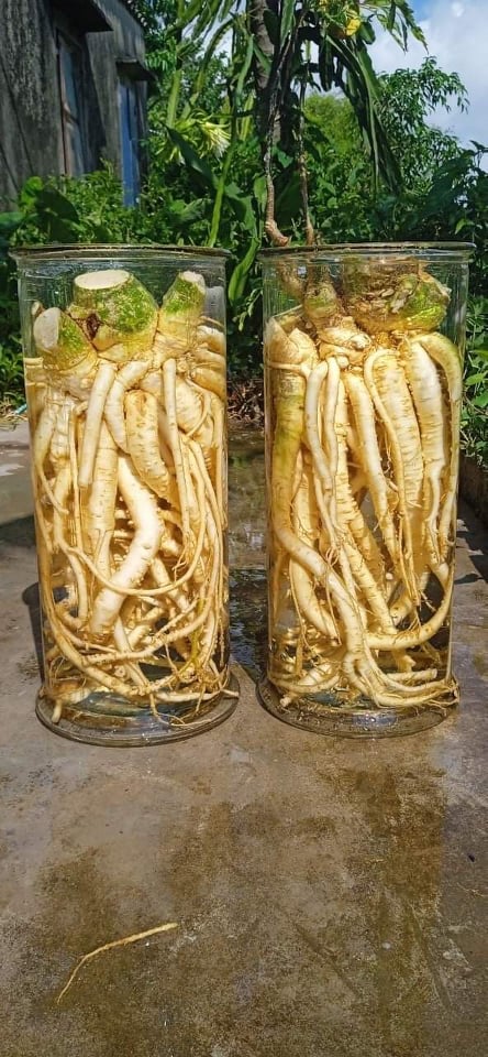 [CHÍNH HẢNG] củ đinh lăng tươi loại nguyên củ 5kg