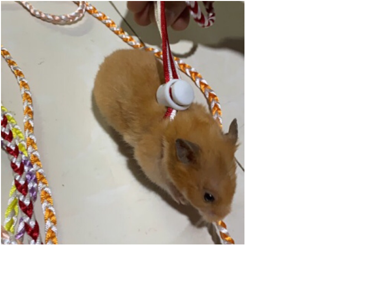Dây dắt hamster nhiều màu