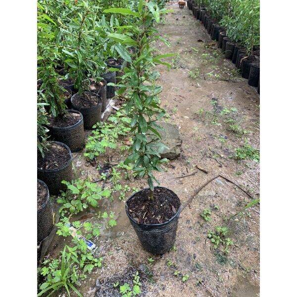 (MỚI) CÂY GIỐNG LỰU ĐỎ PERU CÂY TỐT (NHANH CHO TRÁI)