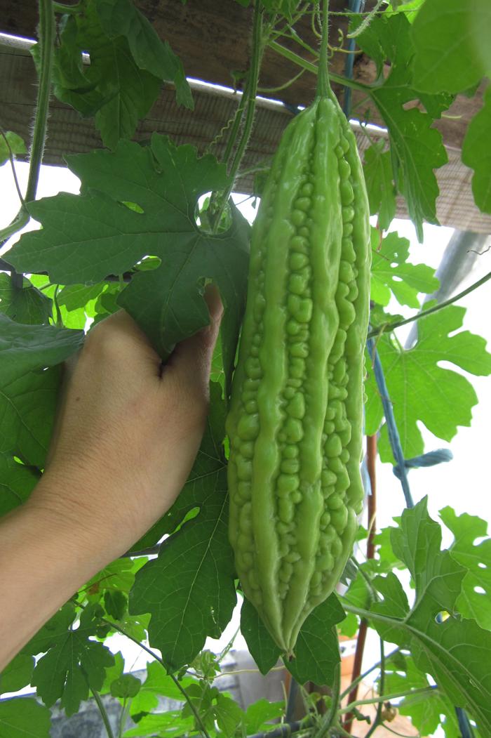[GIÁ GỐC] Hạt giống khổ qua - Mướp đắng
