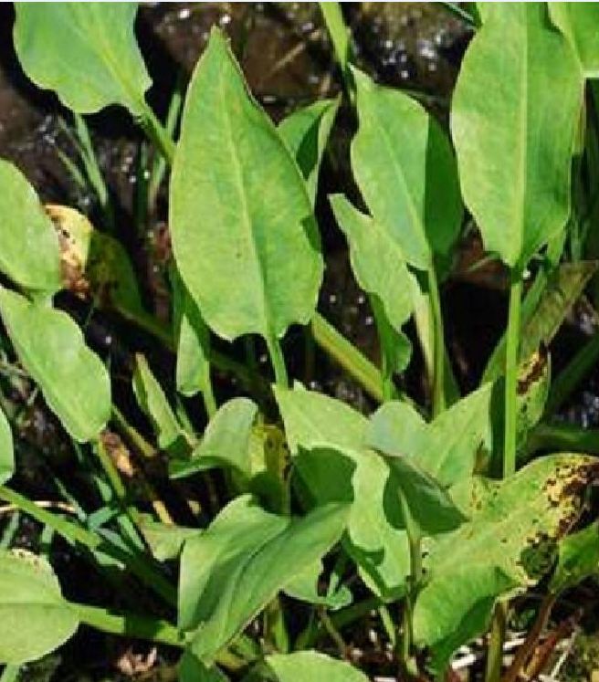 Hạt giống trạch tả - ( cây dược liệu 50 hạt)
